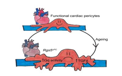 Age-Dependent RGS5 Loss in Pericytes Induces Cardiac Dysfunction and Fibrosis